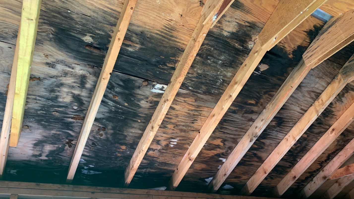 The interior of a roof reveals panels covered in black mold.